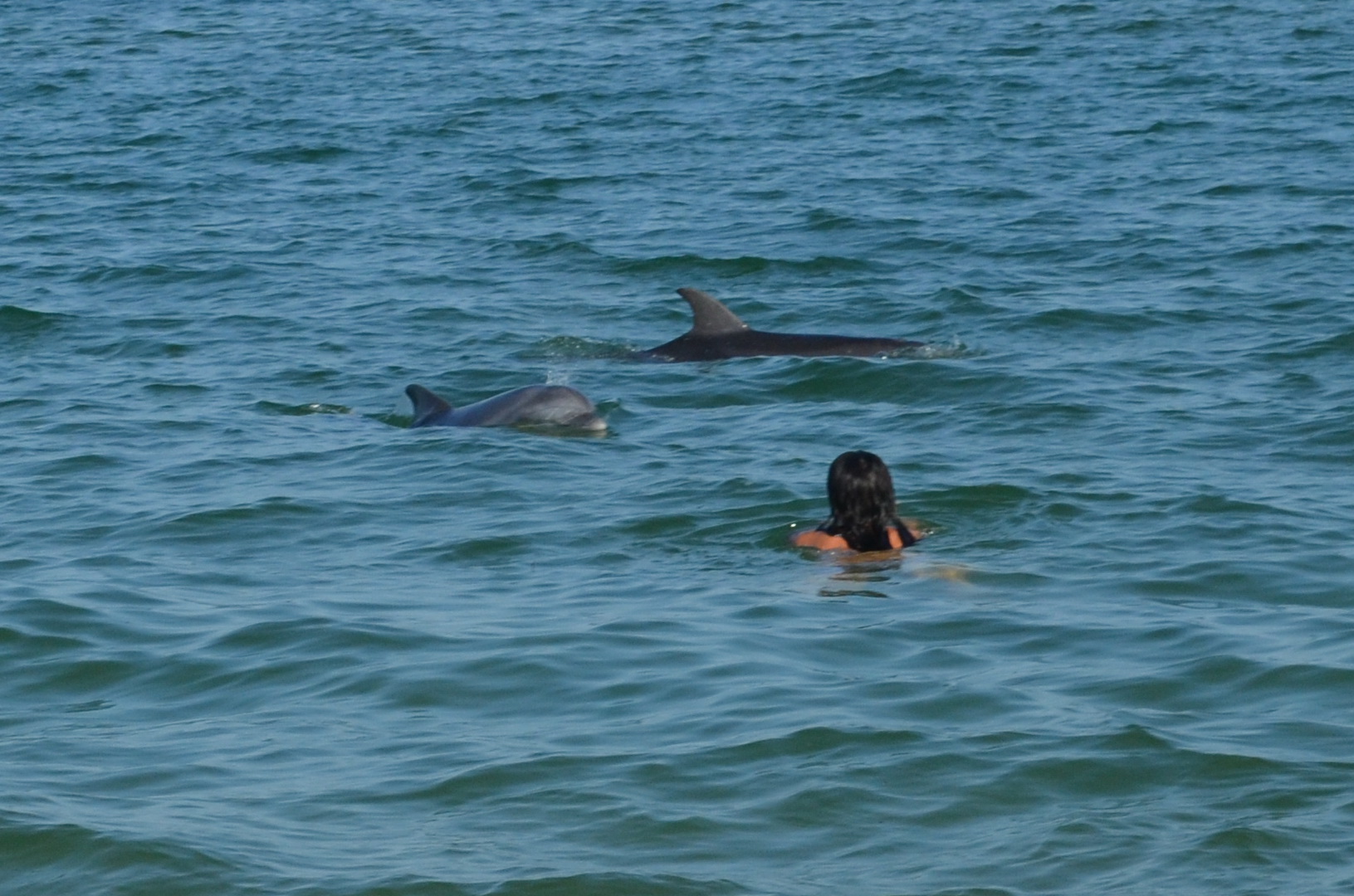kerch btach dolphins 1 2