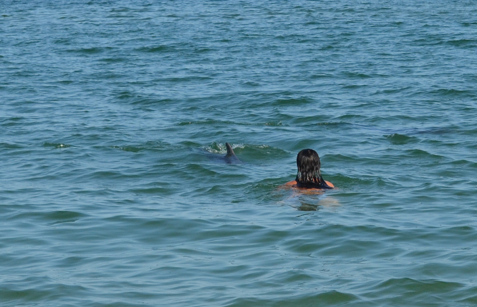 kerch btach dolphins 3